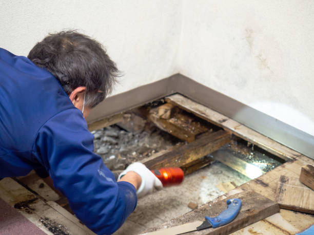 Best Local Mold Removal Service  in Saltillo, MS