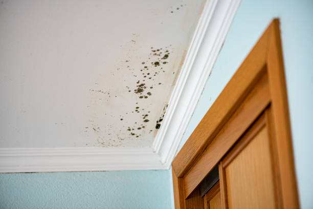 Best Residential Mold Removal  in Saltillo, MS
