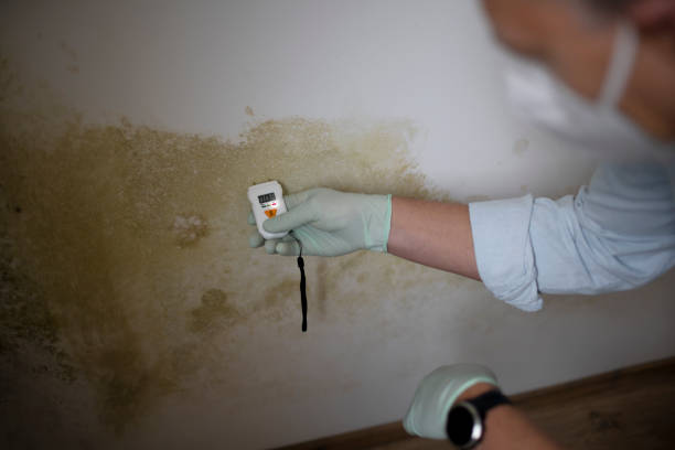 Best Certified Mold Removal  in Saltillo, MS