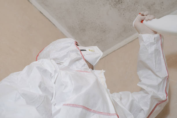 Best Mold Cleaning Services  in Saltillo, MS