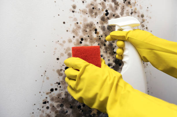 Best Mold Cleaning Services  in Saltillo, MS
