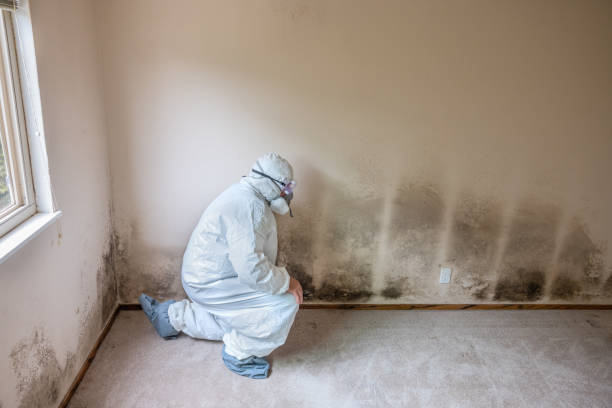 Best Attic Mold Removal  in Saltillo, MS