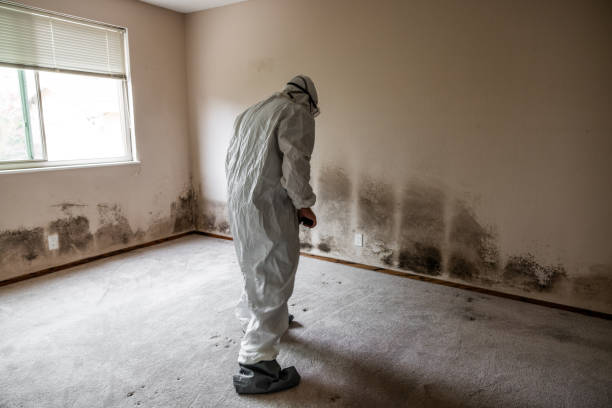 Trusted Saltillo, MS Mold Removal Experts