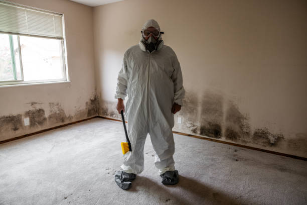 Best Black Mold Removal  in Saltillo, MS