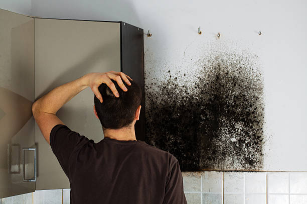 Best Mold Removal Company Near Me  in Saltillo, MS