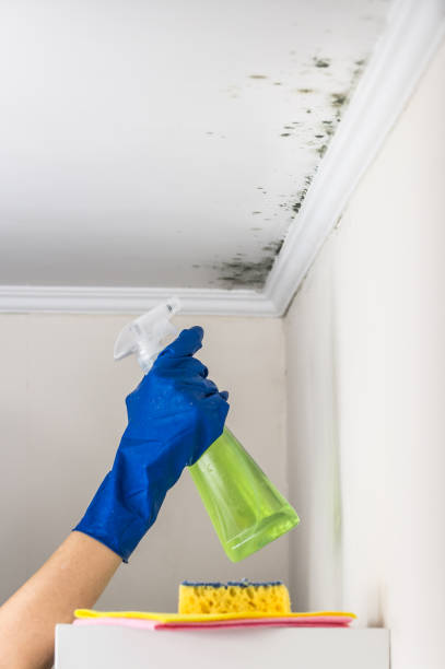 Best Emergency Mold Removal  in Saltillo, MS